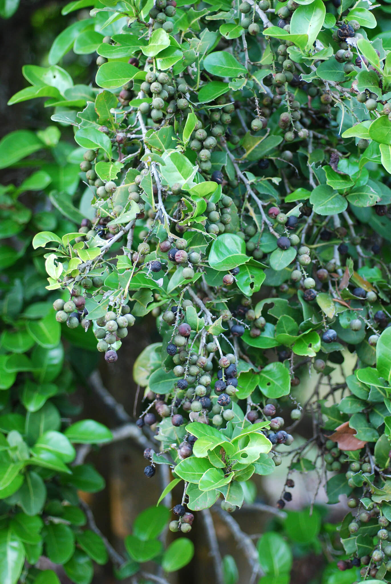 Coccoloba diversifolia